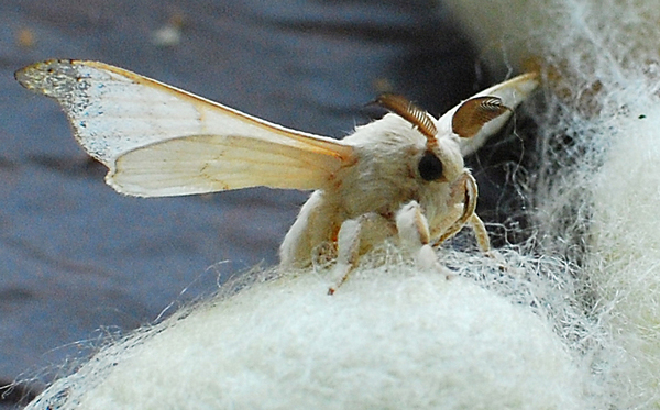 湖北真絲蠶絲被廠家 湖北真絲蠶絲被廠家