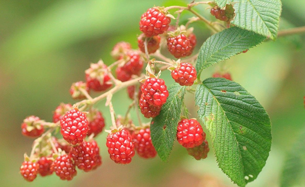 湖北雍華蠶絲被 湖北雍華蠶絲被